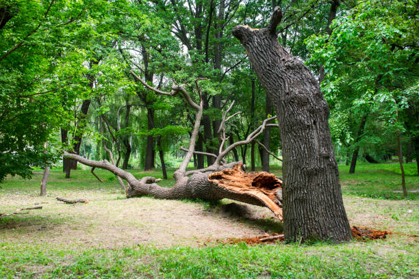 Best Storm Damage Tree Cleanup  in Battle Ground, IN