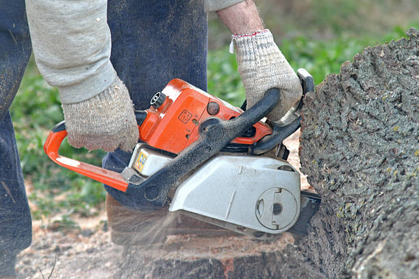 Best Root Management and Removal  in Battle Ground, IN