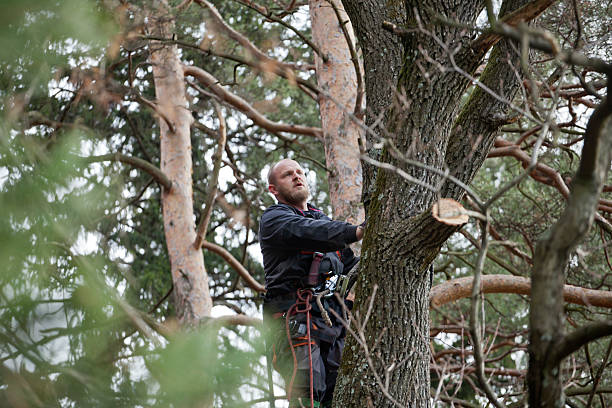  Battle Ground, IN Tree Removal Services Pros