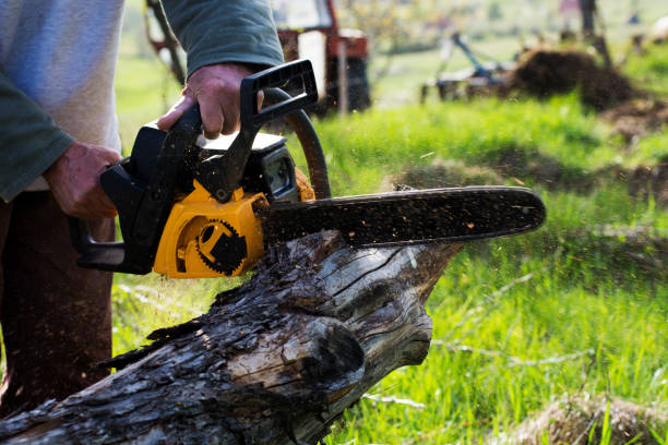 How Our Tree Care Process Works  in  Battle Ground, IN